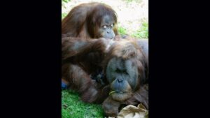 Photo: Batu and Godek are having their first baby at the Woodland Park Zoo.