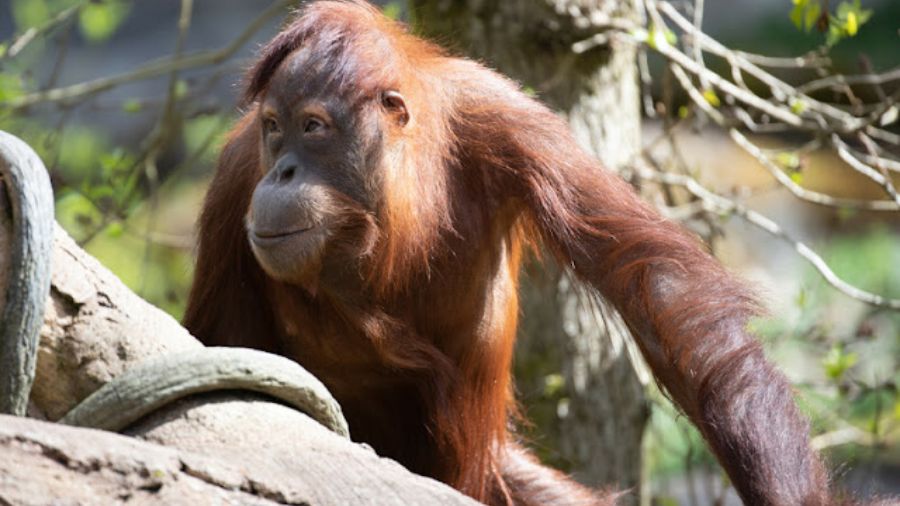 Photo: Woodland Park Zoo's Batu is expecting....